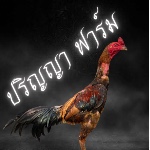Parinya_49 ไก่ชน Market